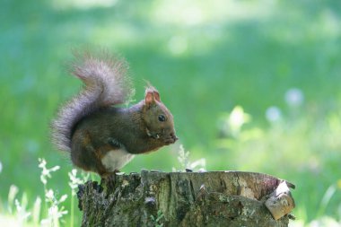 Damganın üzerinde bir sincap.