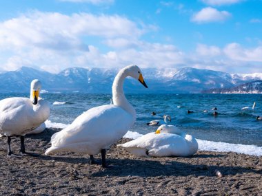 Göl kıyısında bir kuğu.