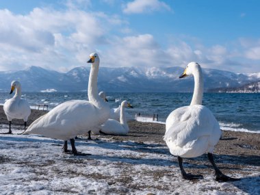 Göl kıyısında bir kuğu.