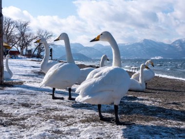 Göl kıyısında bir kuğu.