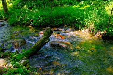 Yazın nehir ve yeşil