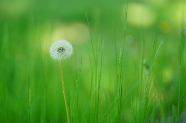 Yaz Hokkaido 'sunda hindiba tohumu