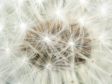 Yaz Hokkaido 'sunda hindiba tohumu