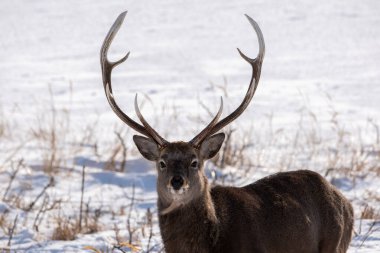 Japonya 'daki Hokkaido Geyiği