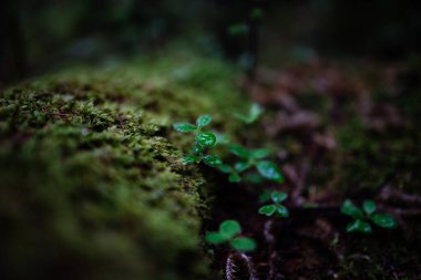 Yaz Hokkaido 'sunda yosunlu orman