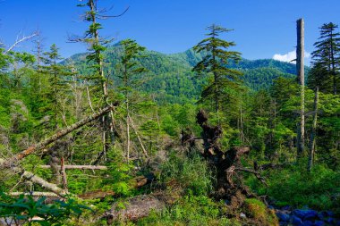 Yaz aylarında dağ ormanları Hokkaido