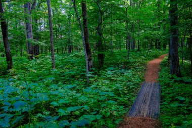 Yeşil ormandaki patikalar