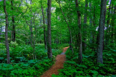 Yeşil ormandaki patikalar