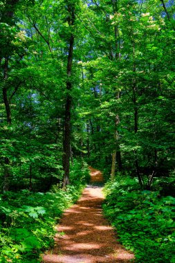 Yeşil ormandaki patikalar