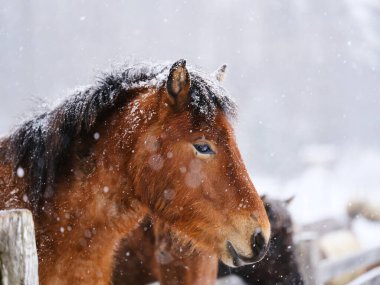 At kışın çayırda hokkaido