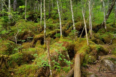 Yaz aylarında yosun ormanı Hokkaido