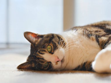 Pencerenin yanında bir kedi