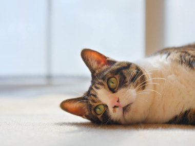 Pencerenin yanında bir kedi