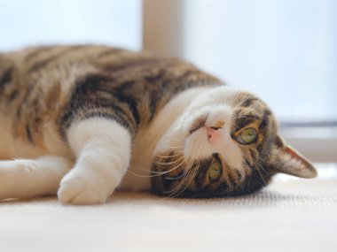 Pencerenin yanında bir kedi