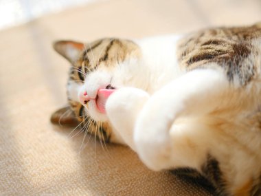 Pencerenin yanında kedi tımarlıyor.