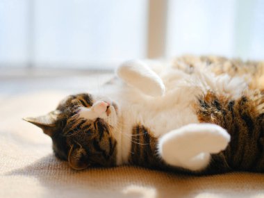 Pencerenin yanında bir kedi