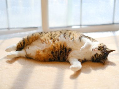 Pencerenin yanında bir kedi