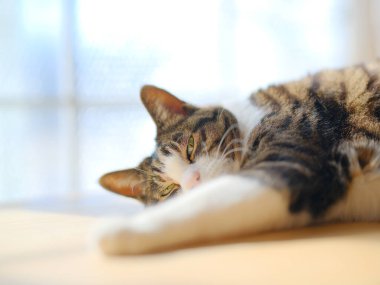 Pencerenin yanında bir kedi