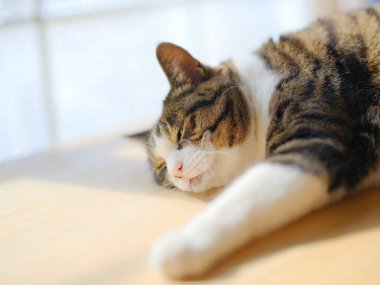 Pencerenin yanında bir kedi