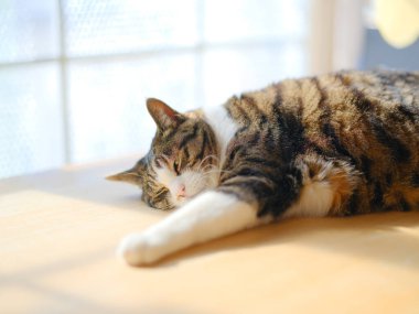 Pencerenin yanında bir kedi