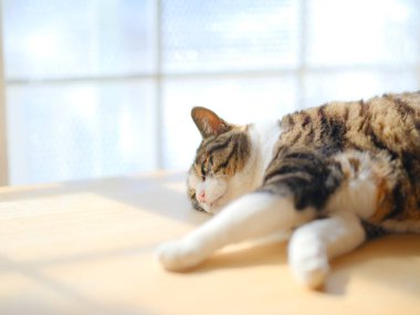 Pencerenin yanında bir kedi