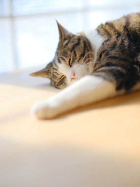 Pencerenin yanında bir kedi