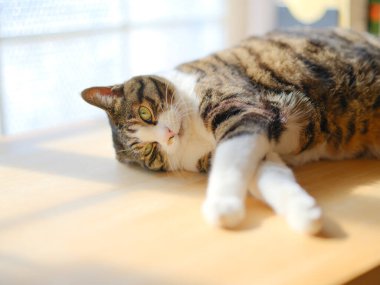 Pencerenin yanında bir kedi