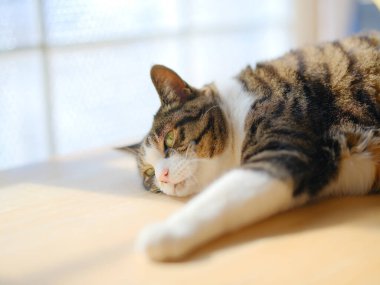 Pencerenin yanında bir kedi