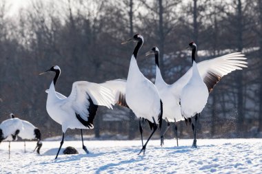 Japonya 'da kış hokkaido vinci