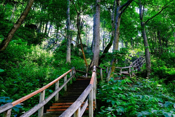 Yeşil ormandaki patikalar