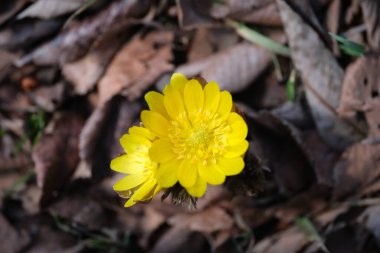 İlkbaharda hokkaido 'da Amur adonis
