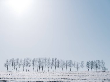 Rüzgara dayanıklı orman ve mavi gökyüzü