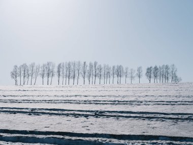 Rüzgara dayanıklı orman ve mavi gökyüzü