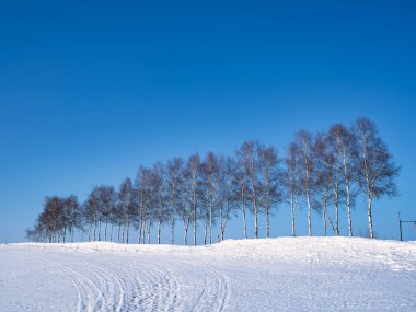 Rüzgara dayanıklı orman ve mavi gökyüzü
