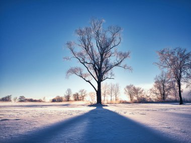 Buz kaplı ağaç ve mavi gökyüzü