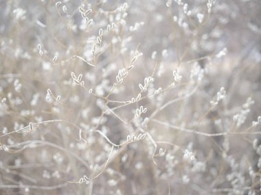 pussy willow in spring hokkaido