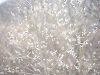 pussy willow in spring hokkaido