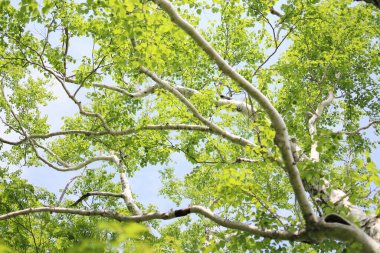 Yaz ormanında beyaz huş ağacı