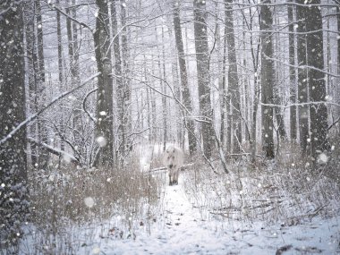 At kış ormanlarında hokkaido
