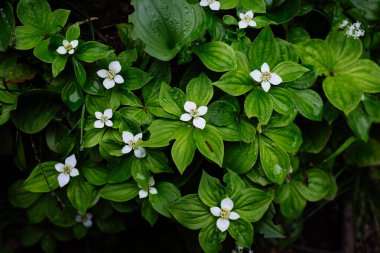 Bahar dağında Cornus canadensis