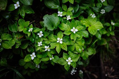 Bahar dağında Cornus canadensis
