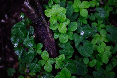 Bahar dağında Cornus canadensis
