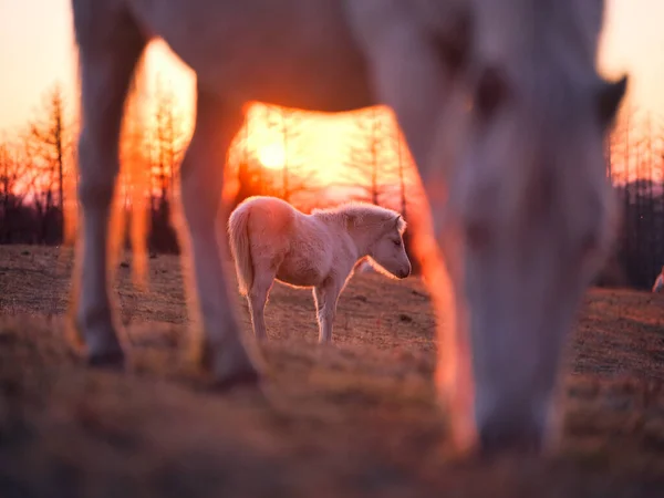 Caballo Amanecer Hokkaido — Foto de Stock