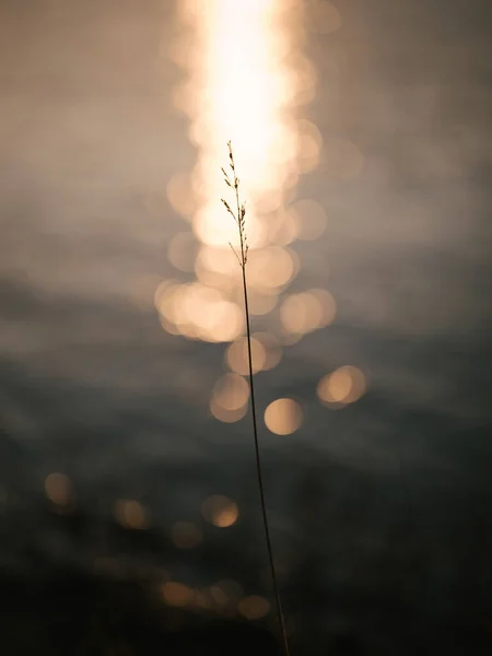 Рослина Схід Сонця Взимку — стокове фото