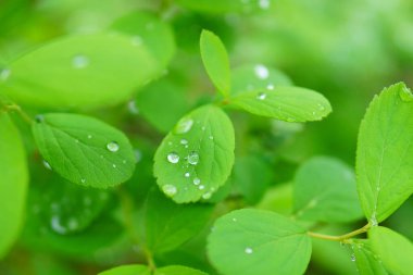 Yeşil yaprağa yağmur damlası