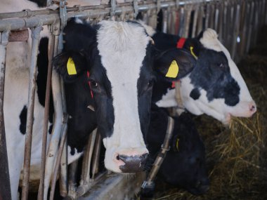 Sığırlar ambarda hokkaido japan