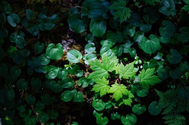 Hokkaido japan 'daki nemli orman.