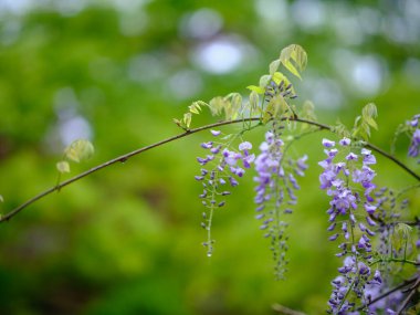 Bahar Japonya 'sında Wisteria çiçek açar