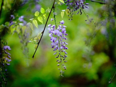 Bahar Japonya 'sında Wisteria çiçek açar