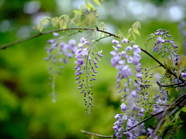 Wisteria Kwitnie Wiosną Japonia — Zdjęcie stockowe